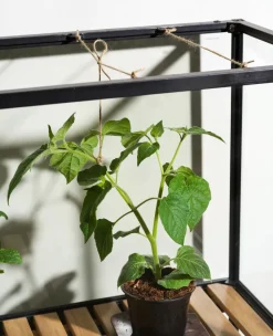 Armario para plantas Grower Greens, Negro, 81x137 cm