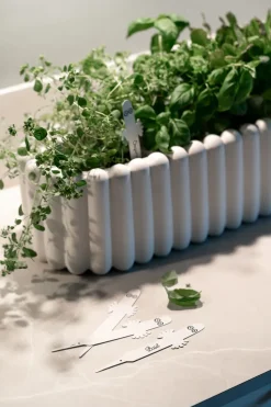 Etiqueta para planta de los Hatifnates 4-pack, Blanco