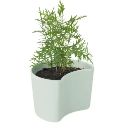 Maceta con semillas YOUR TREE, verde (pino)