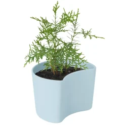 Maceta con semillas YOUR TREE, azul (pino)