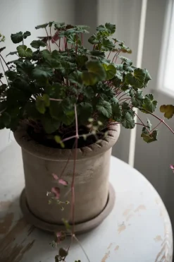 Maceta de terracota Ernst con plato, Ø20×20 cm