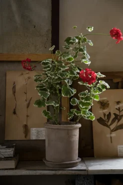 Maceta de terracota Ernst con plato, Ø20×20 cm