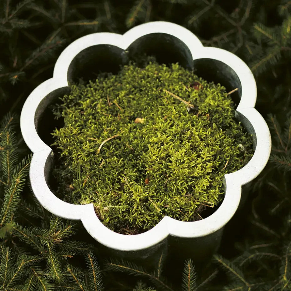 Maceta Gråsippa, Negro, n. 3 Ø62 cm