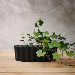 Maceta Palissad, Negro