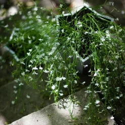 Maceta Stjärnkruka, Aluminio, baja Ø23 cm